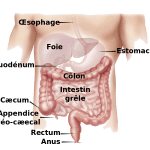 Digestive_appareil-fr.svg