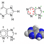 Purine_structure_chimique