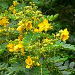Senna_multiglandulosa_2