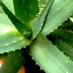 aloe-vera-2623317_960_720