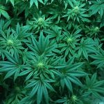 marijuana-1114713_960_720