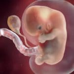 pregnancy-week-8-brain-nerve-cells_square