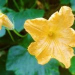 pumpkin-flower-3692851_960_720