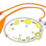 700px-Order_of_changes_in_ovary.svg