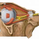 800px-Lateral_orbit_nerves