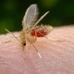 800px-Phlebotomus_pappatasi_bloodmeal_begin