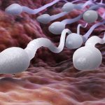 97e131e9a2_109942_sperme-spermatozoides