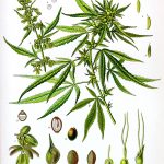 Cannabis_sativa_Koehler_drawing