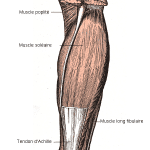 Muscles_de_la_face_postérieure_de_la_jambe_et_du_genou