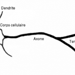 Neurone