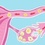 Progesterone-Hormones-722×406