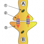 Synapse_diag2