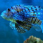 fish-1178378_960_720