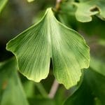 ginko-biloba-1523580_960_720