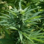 marijuana-1692939_960_720