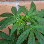 marijuana-3447615_960_720