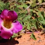 harpagophytum-anti-inflammatoire