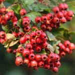 Aubépine