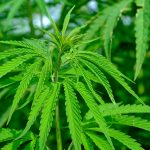 Cannabis